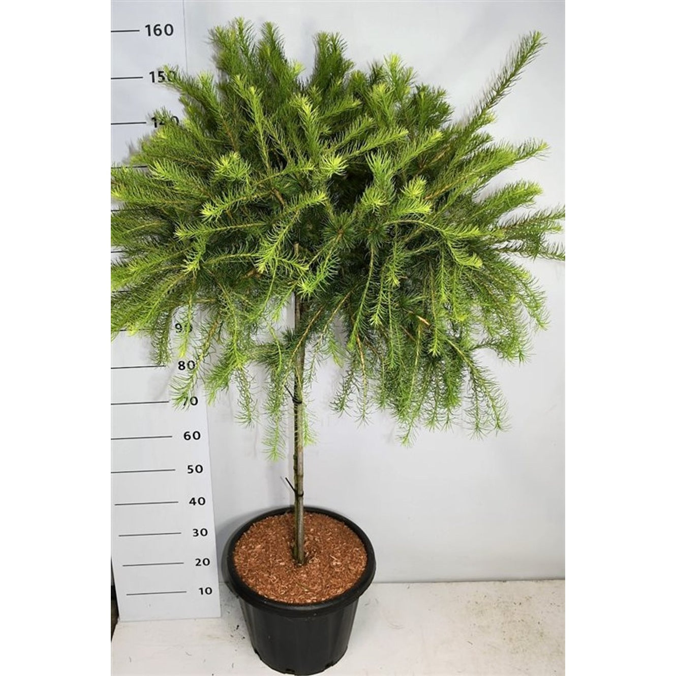 Lärk – Larix laricina 'Arethusa Bog' - 90 CM Stem C25